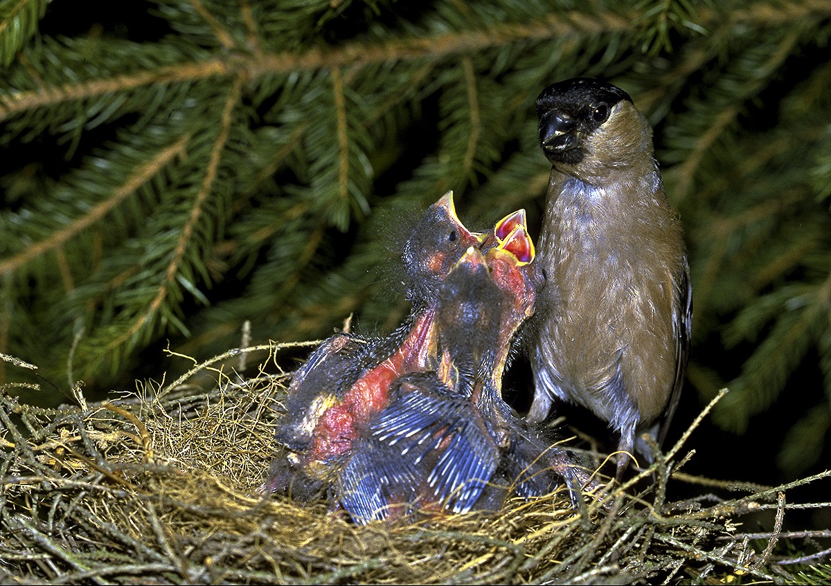 Eurasian Bullfinch (Eurasian) - ML204548901