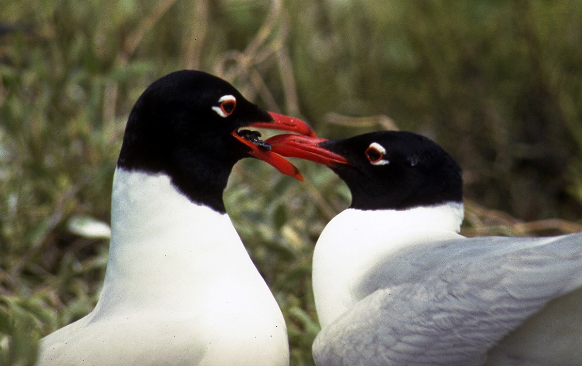 Mediterranean Gull - ML204549011