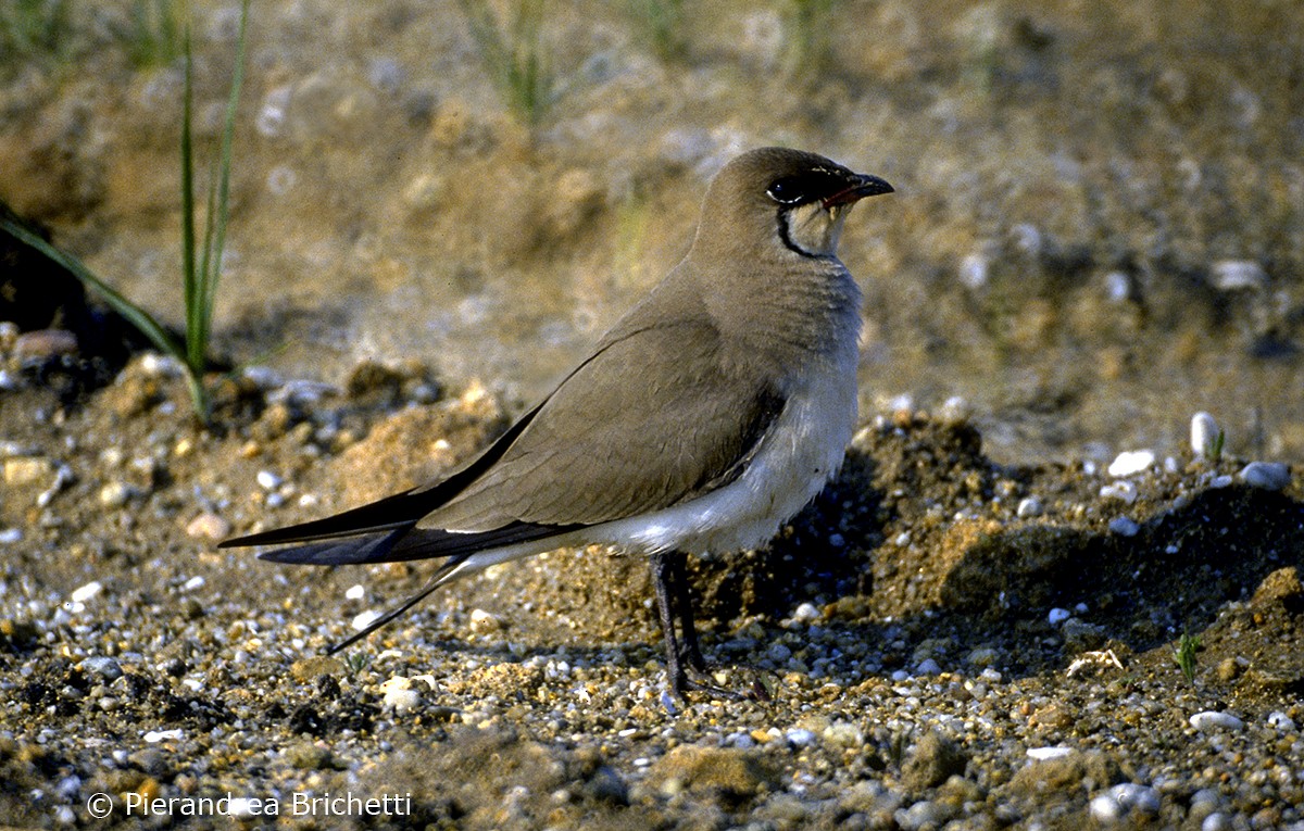 Collared Pratincole - ML204549021