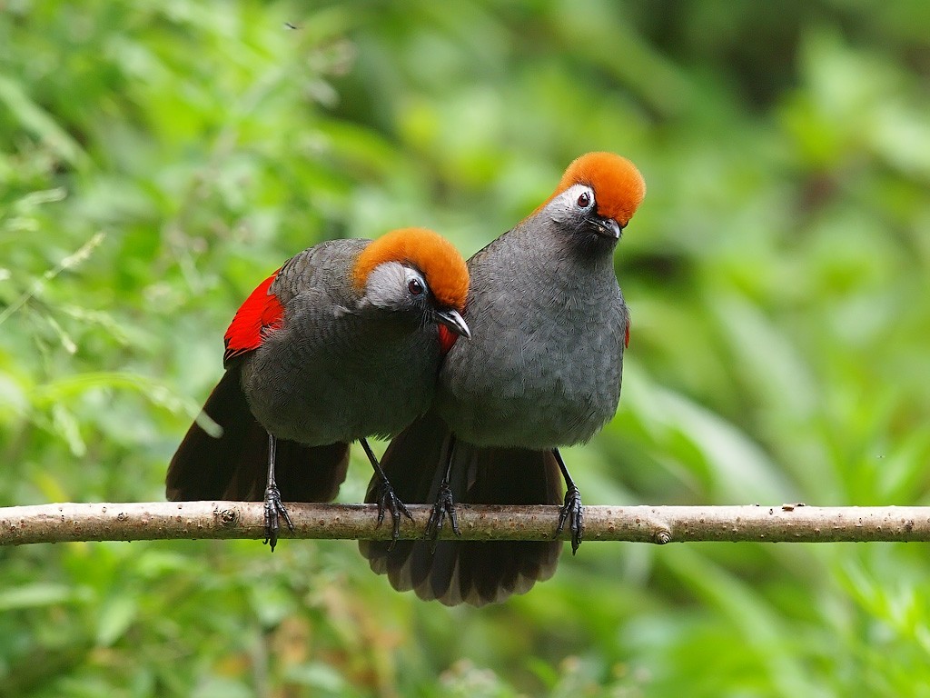 Red-tailed Laughingthrush - Oleg Chernyshov