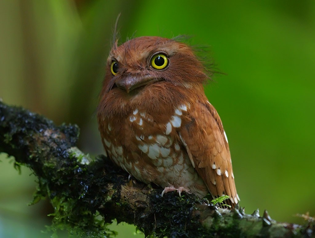 Sumatran Frogmouth - ML204549141