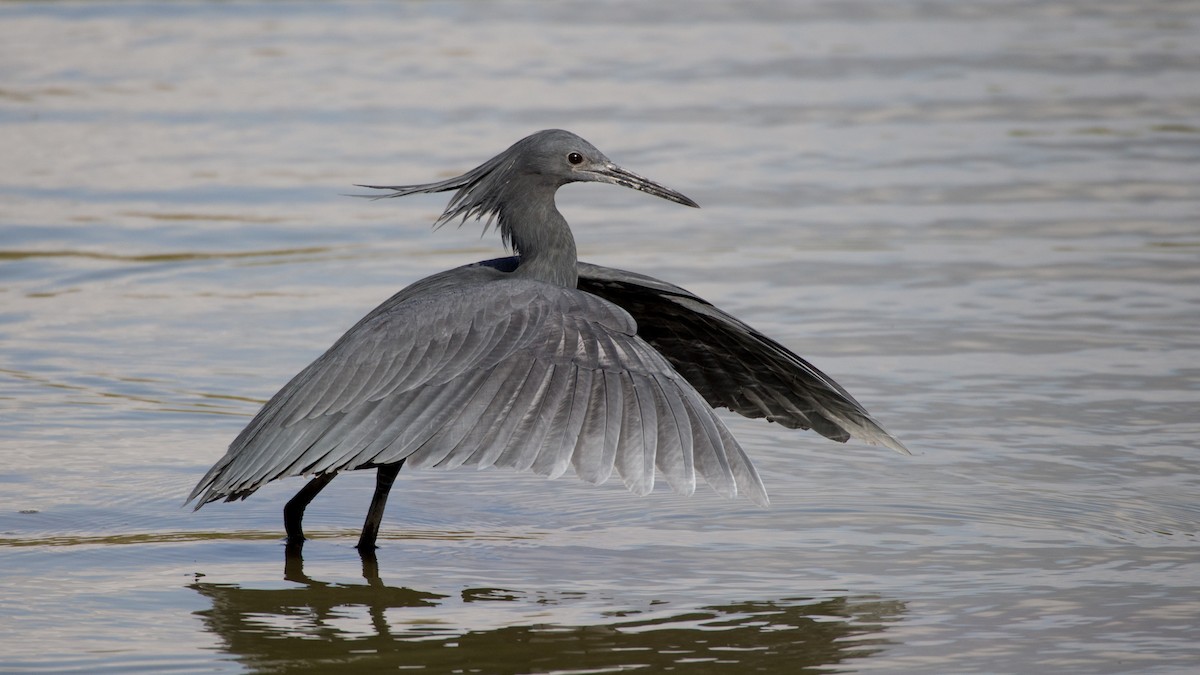 Black Heron - Eric van Poppel