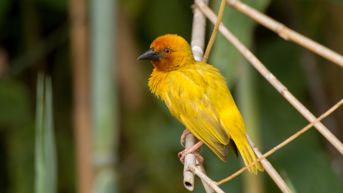 African Golden-Weaver - Eric van Poppel