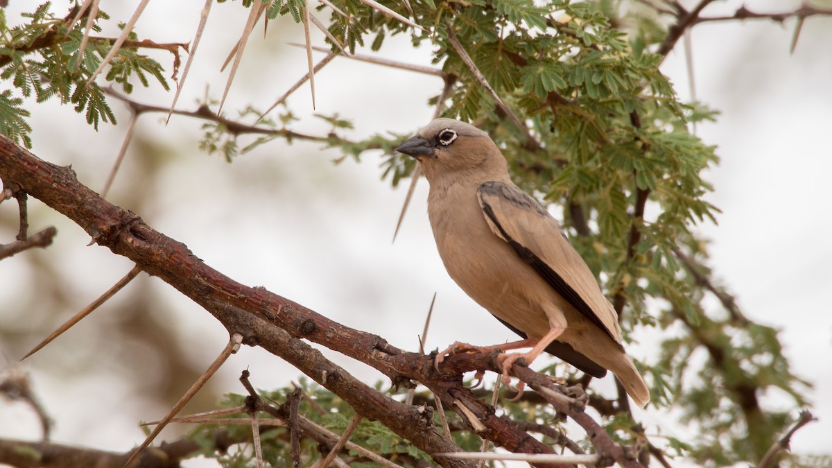 Gray-headed Social-Weaver - Eric van Poppel