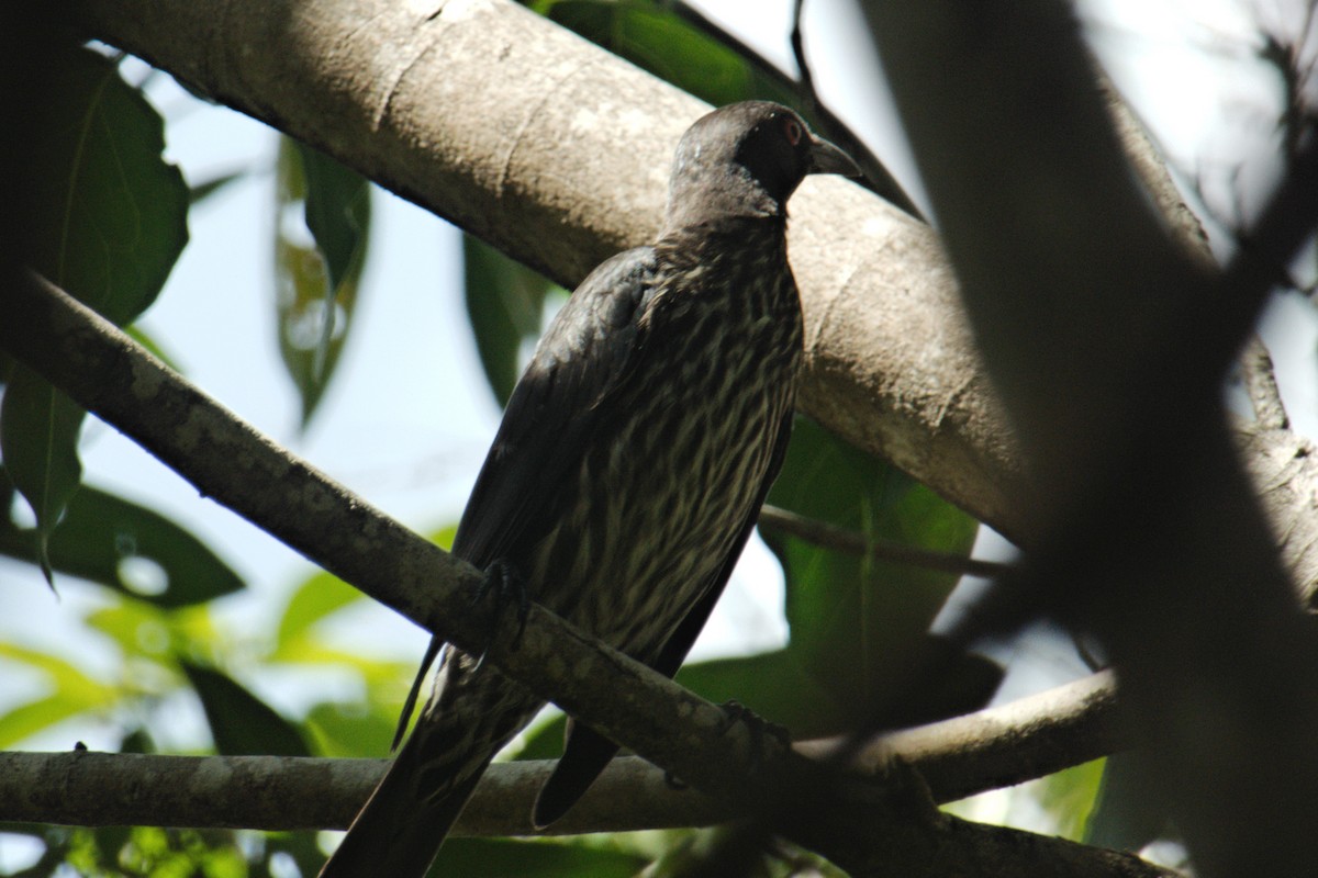 Asian Glossy Starling - ML204549801