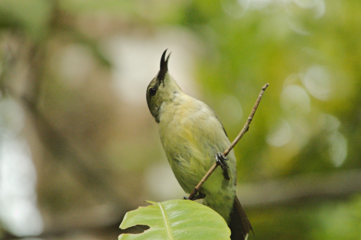 Seidennektarvogel - ML204549861