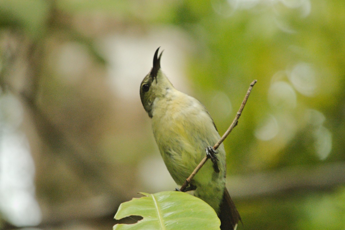 Black Sunbird - ML204549861