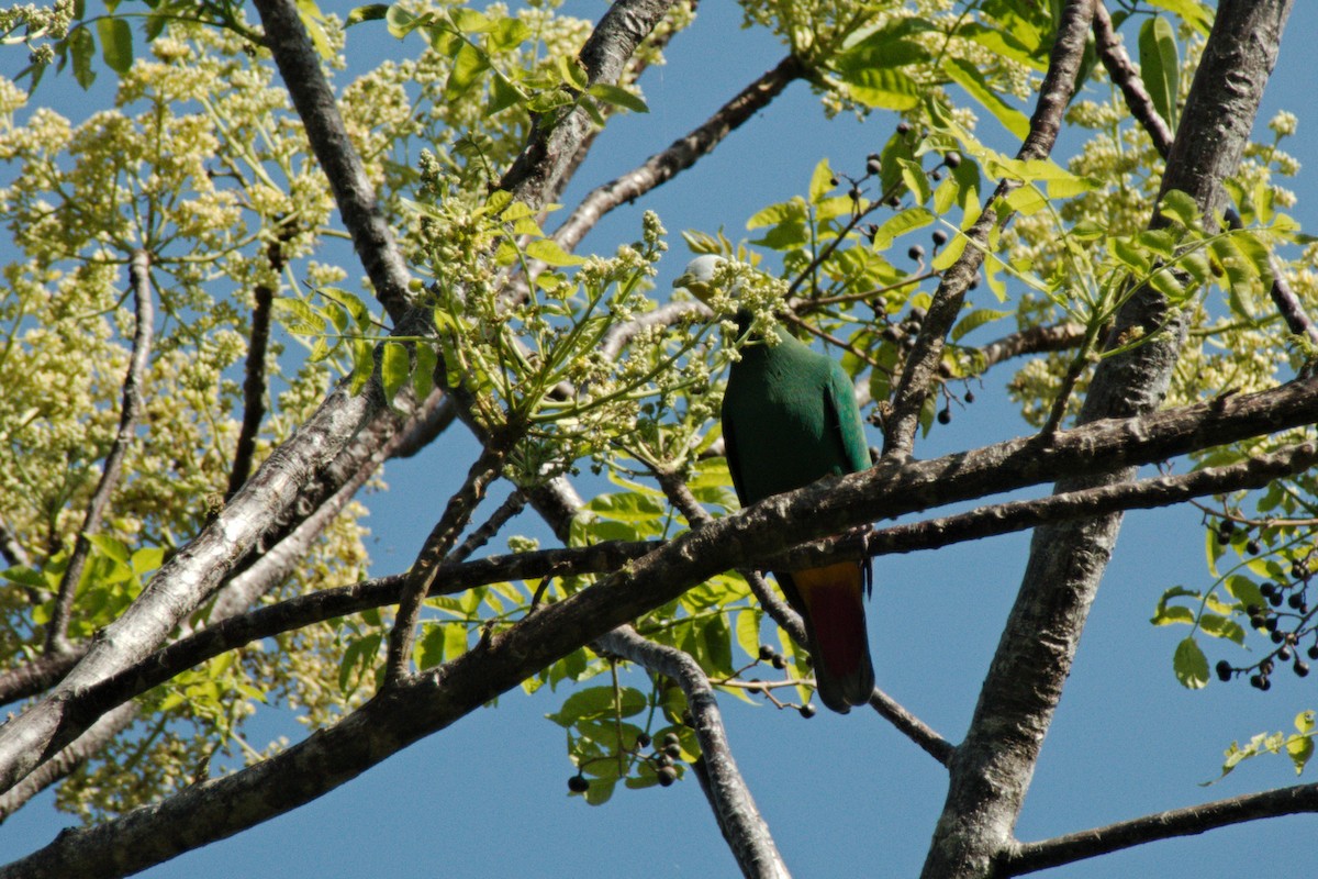 Black-naped Fruit-Dove - ML204549921