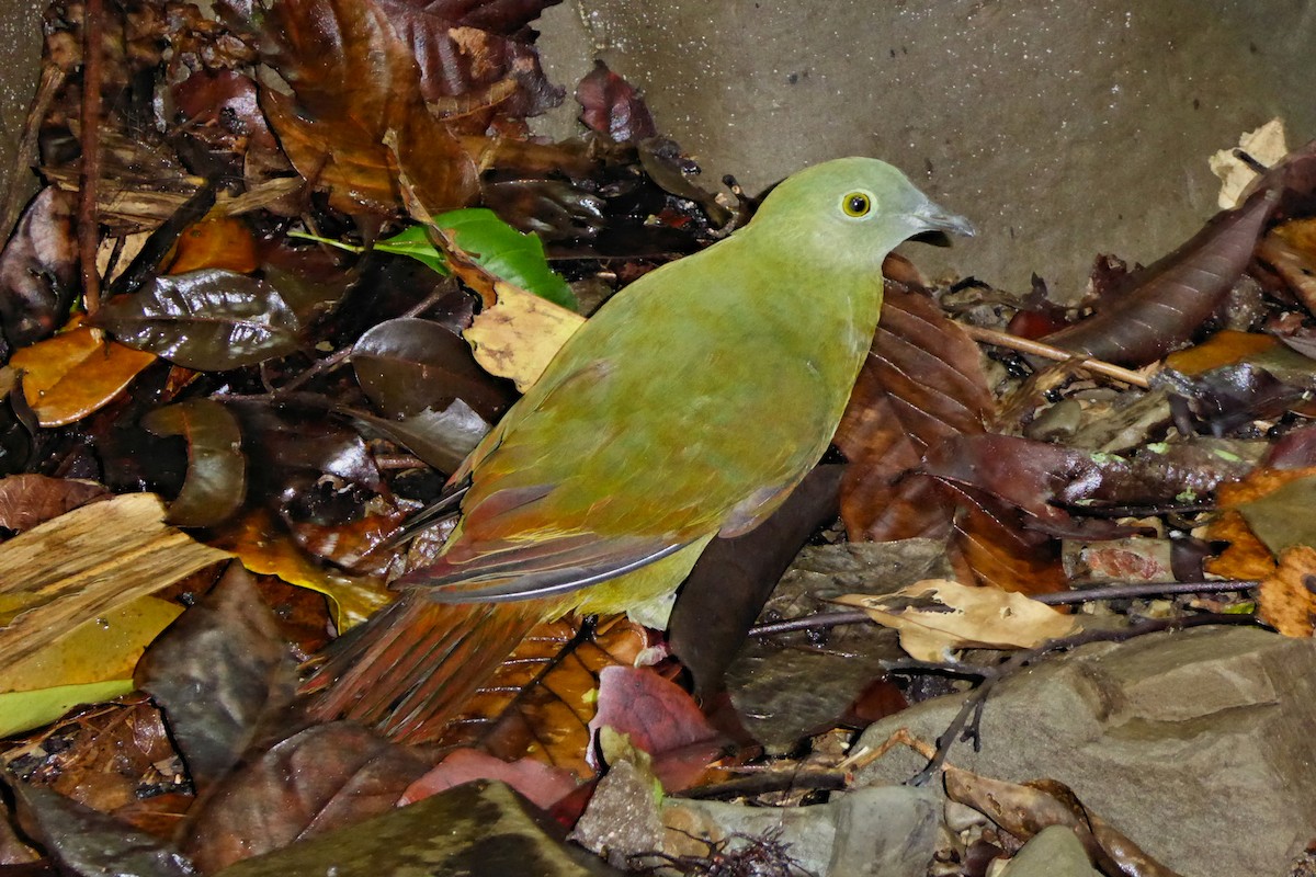 Black-naped Fruit-Dove - Anonymous