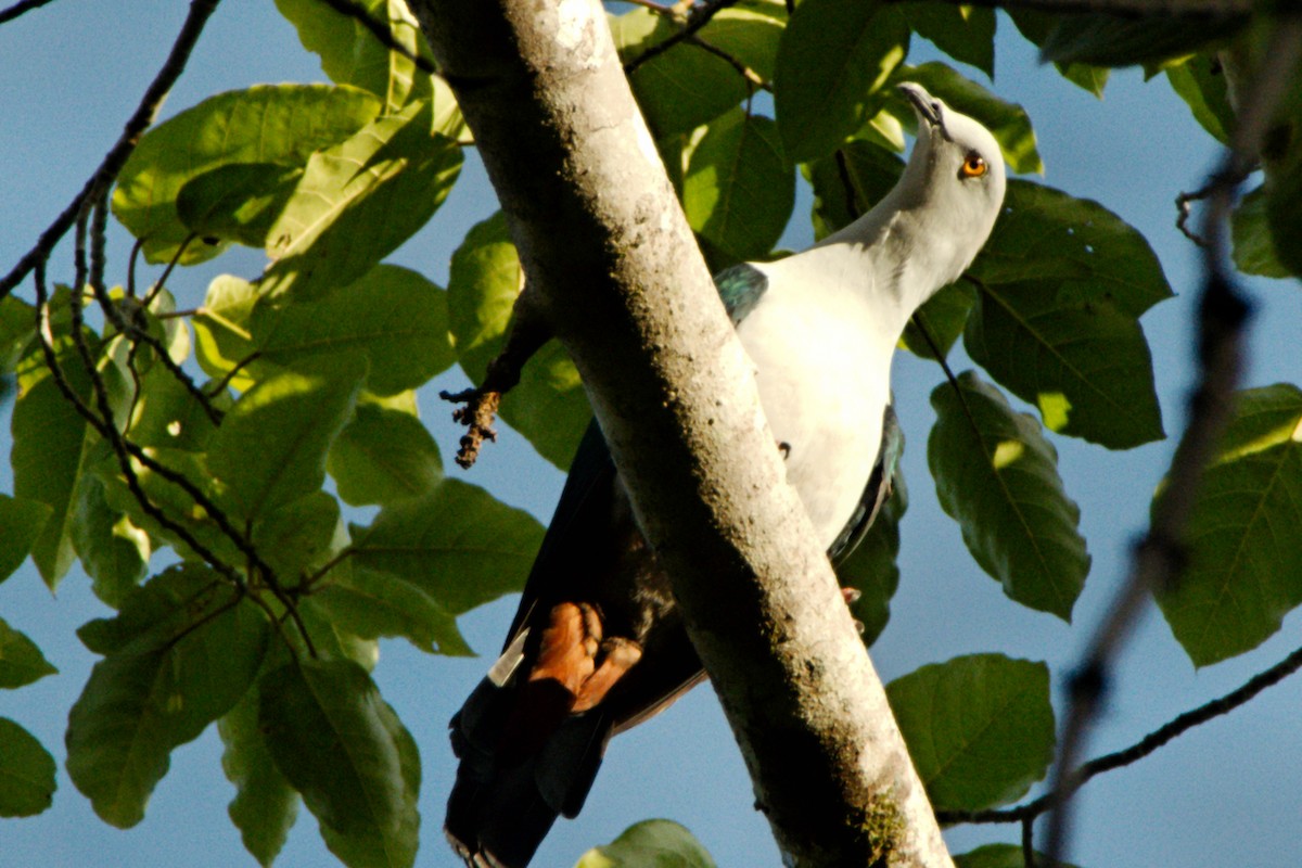 Elegant Imperial-Pigeon - Anonymous