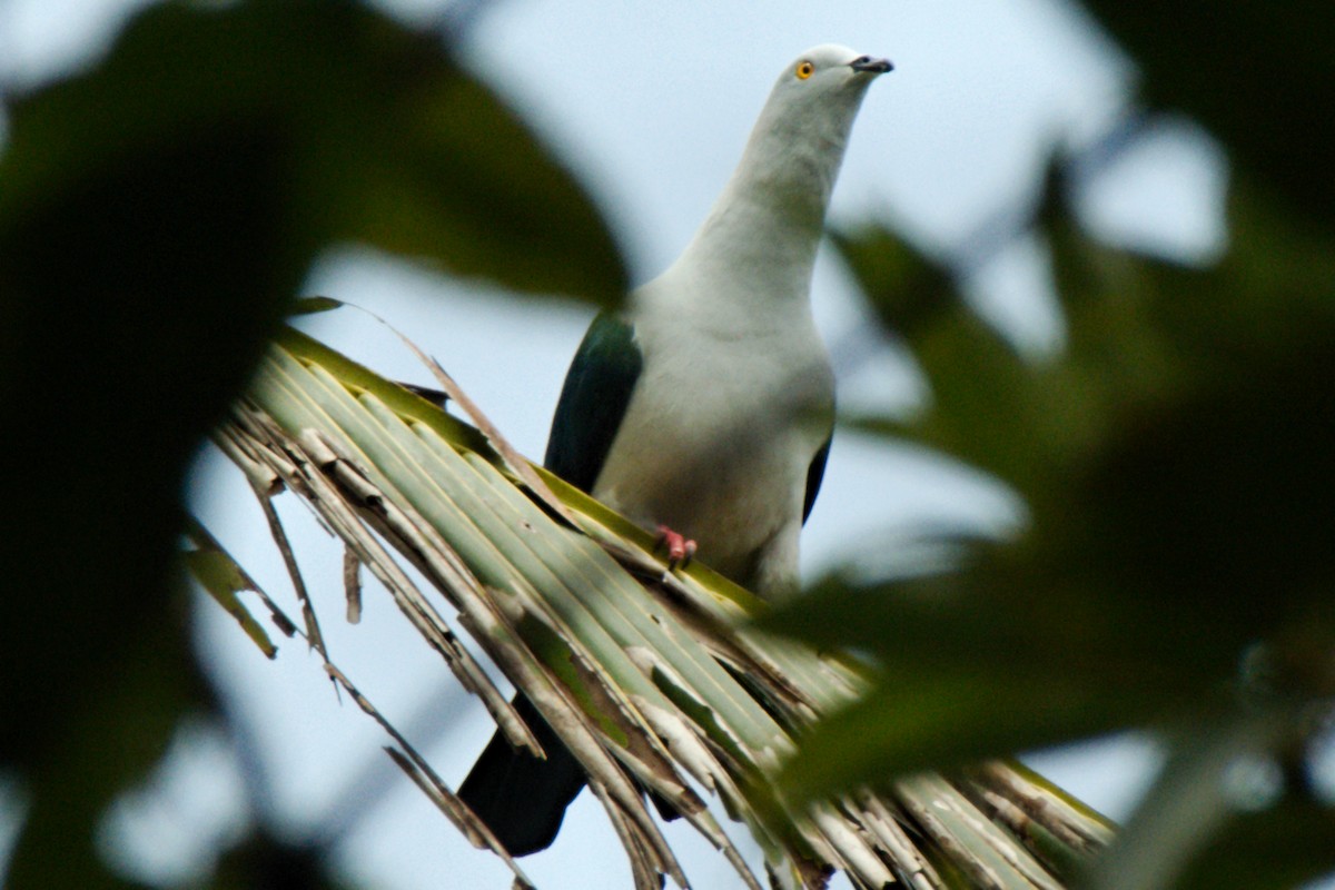 Elegant Imperial-Pigeon - ML204549991