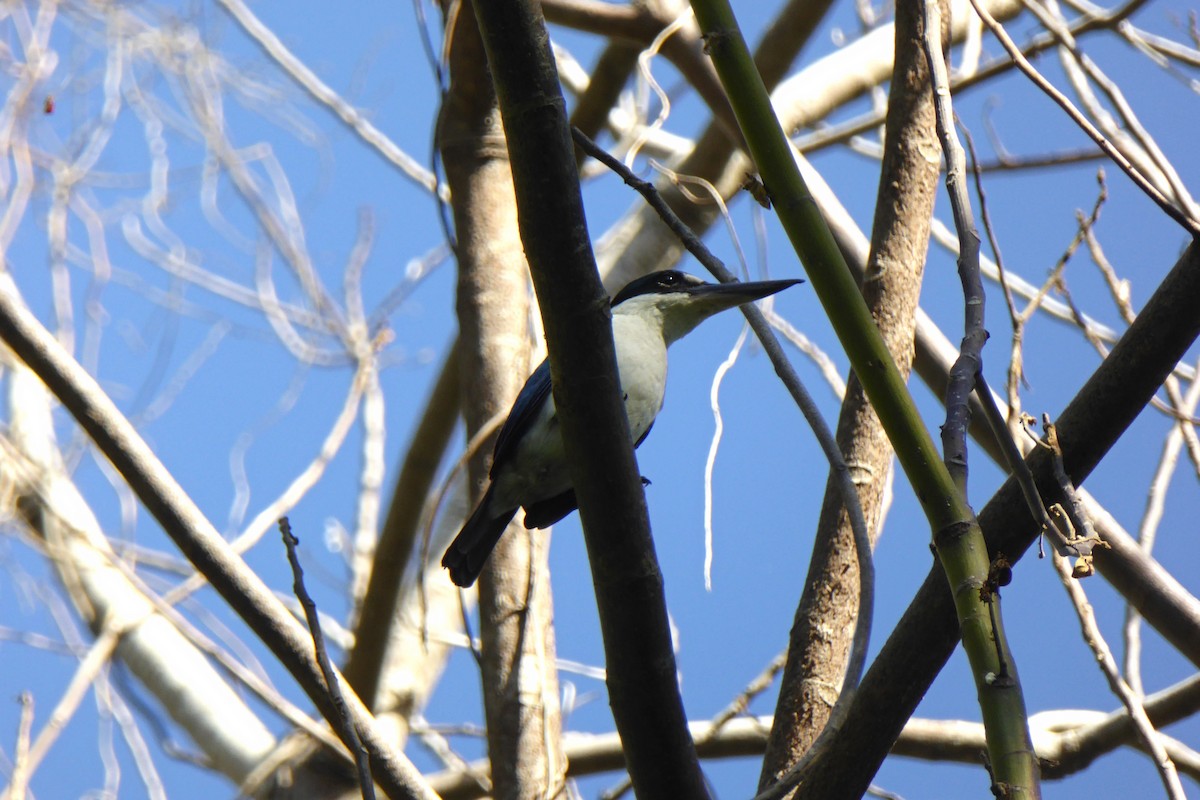 Collared Kingfisher (Collared) - ML204550091