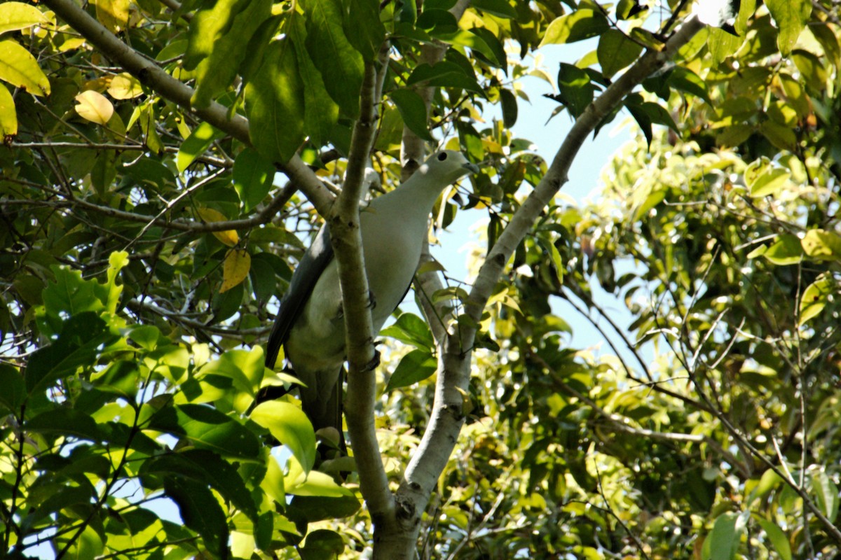 Gray Imperial-Pigeon - ML204550131