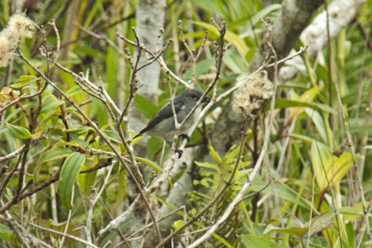 Gray-sided Flowerpecker (Gray-sided) - ML204550161