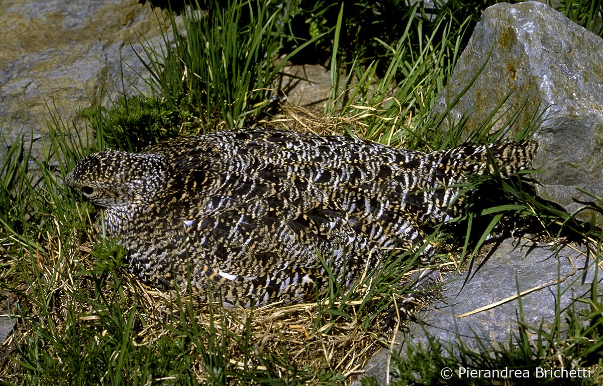 Rock Ptarmigan - ML204550901