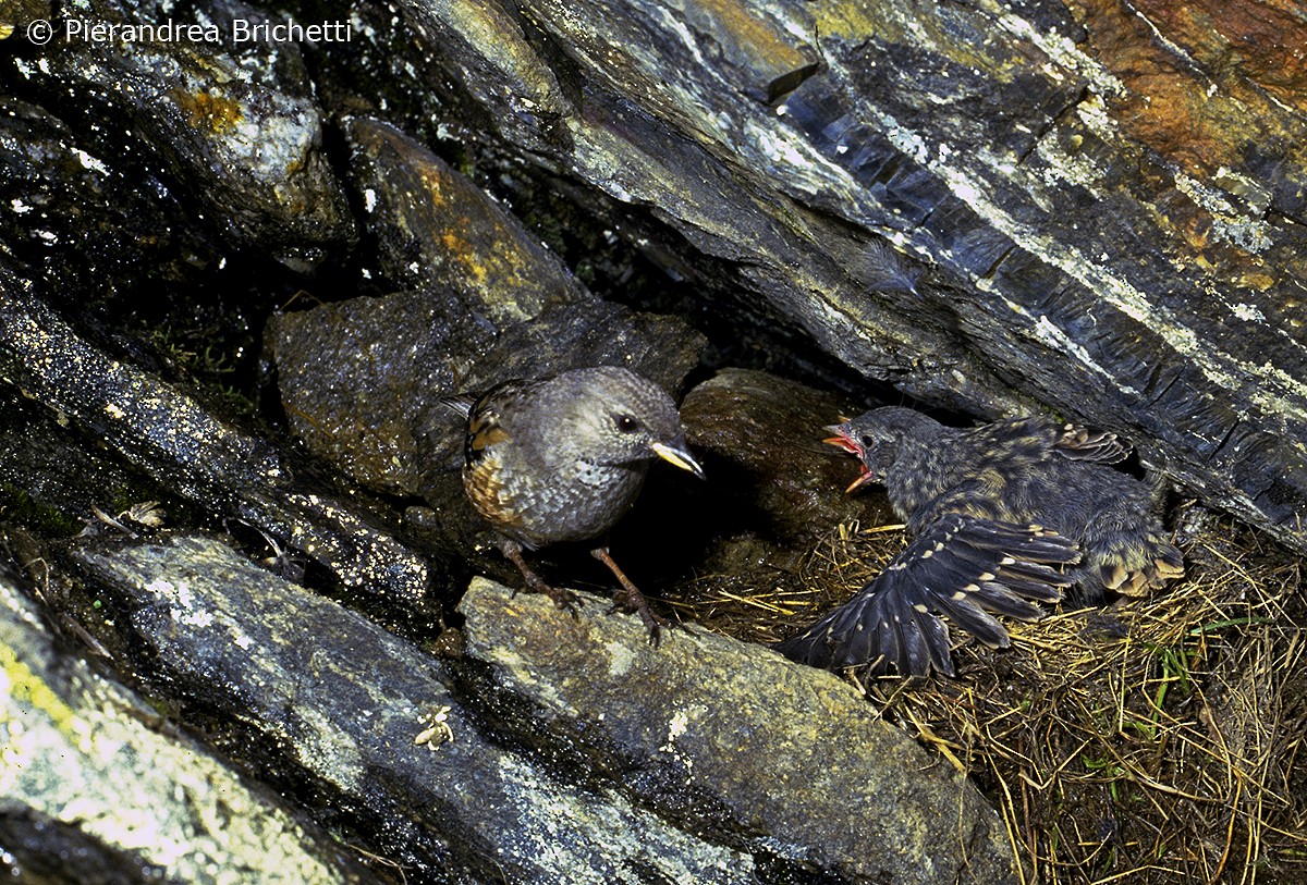 Alpine Accentor - ML204551001