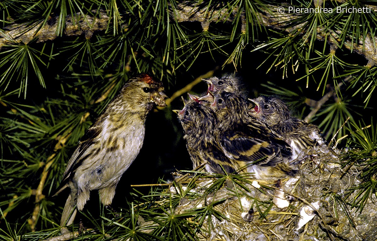 Redpoll (Lesser) - ML204551011