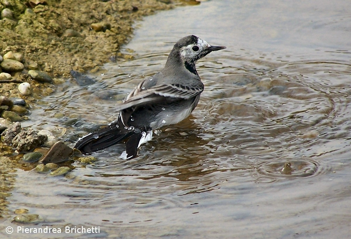 White Wagtail (White-faced) - ML204551091