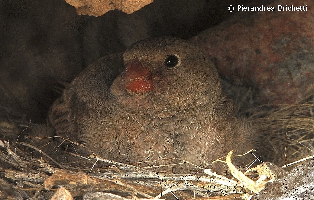 Trumpeter Finch - ML204551231