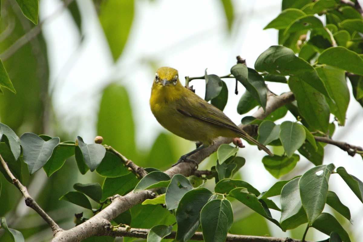 Lemon-bellied White-eye - Anonymous