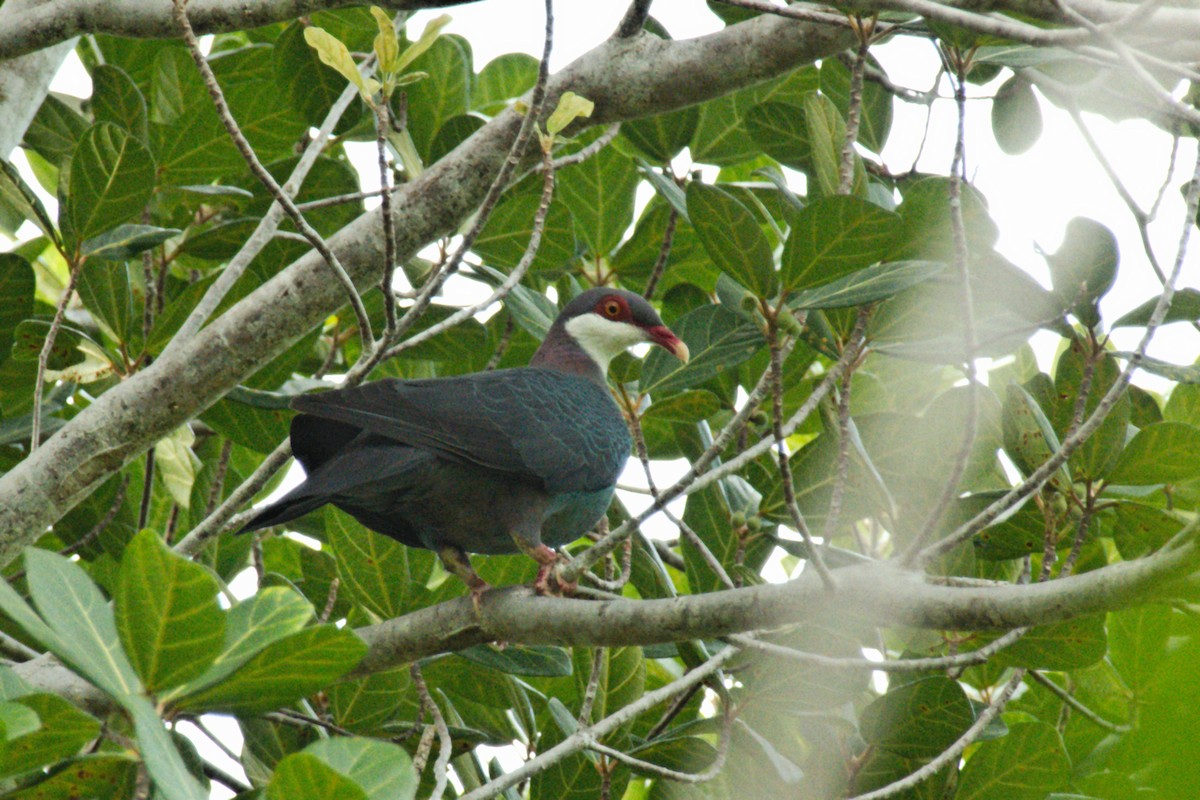 Metallic Pigeon - ML204551911