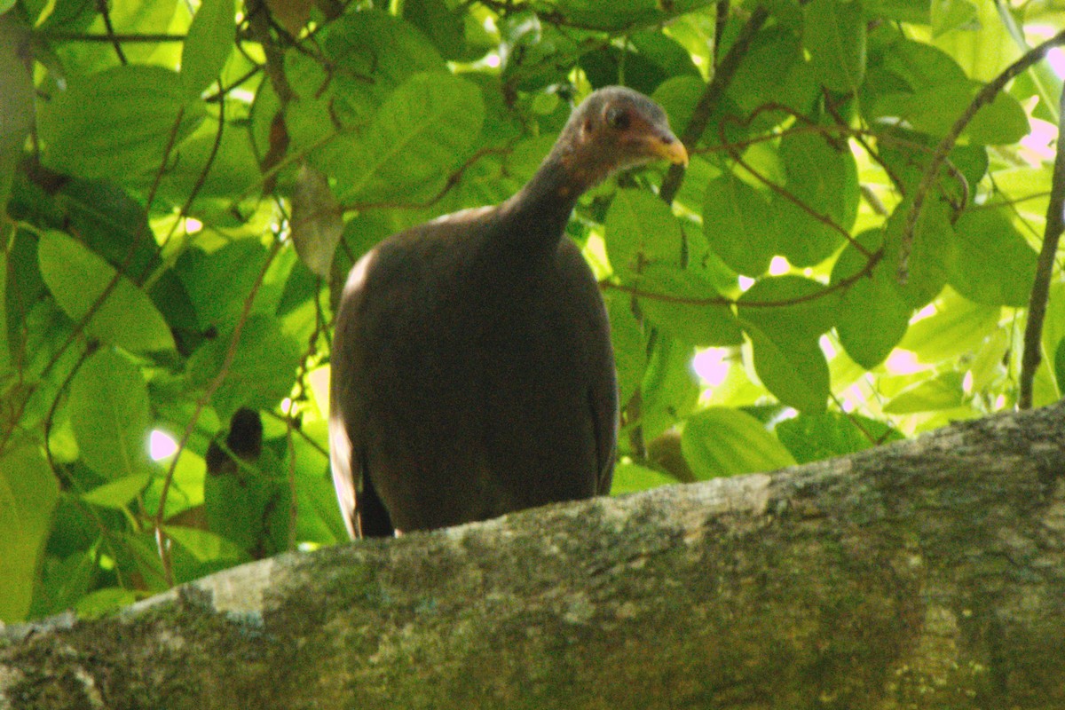 Philippine Megapode - ML204551981