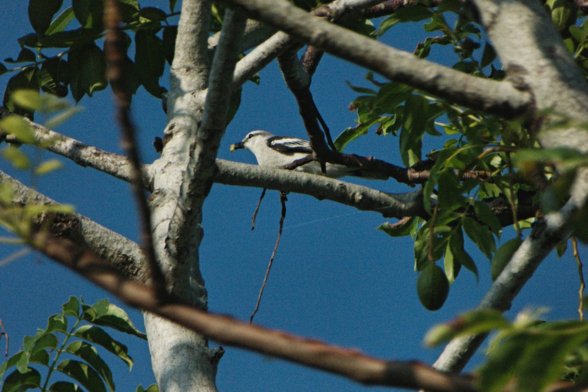 Pied Triller - ML204552011