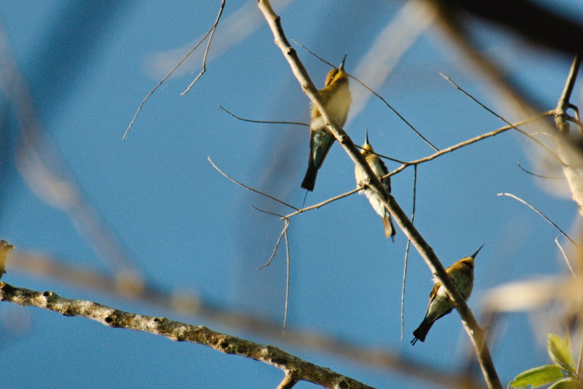 Rainbow Bee-eater - ML204552061