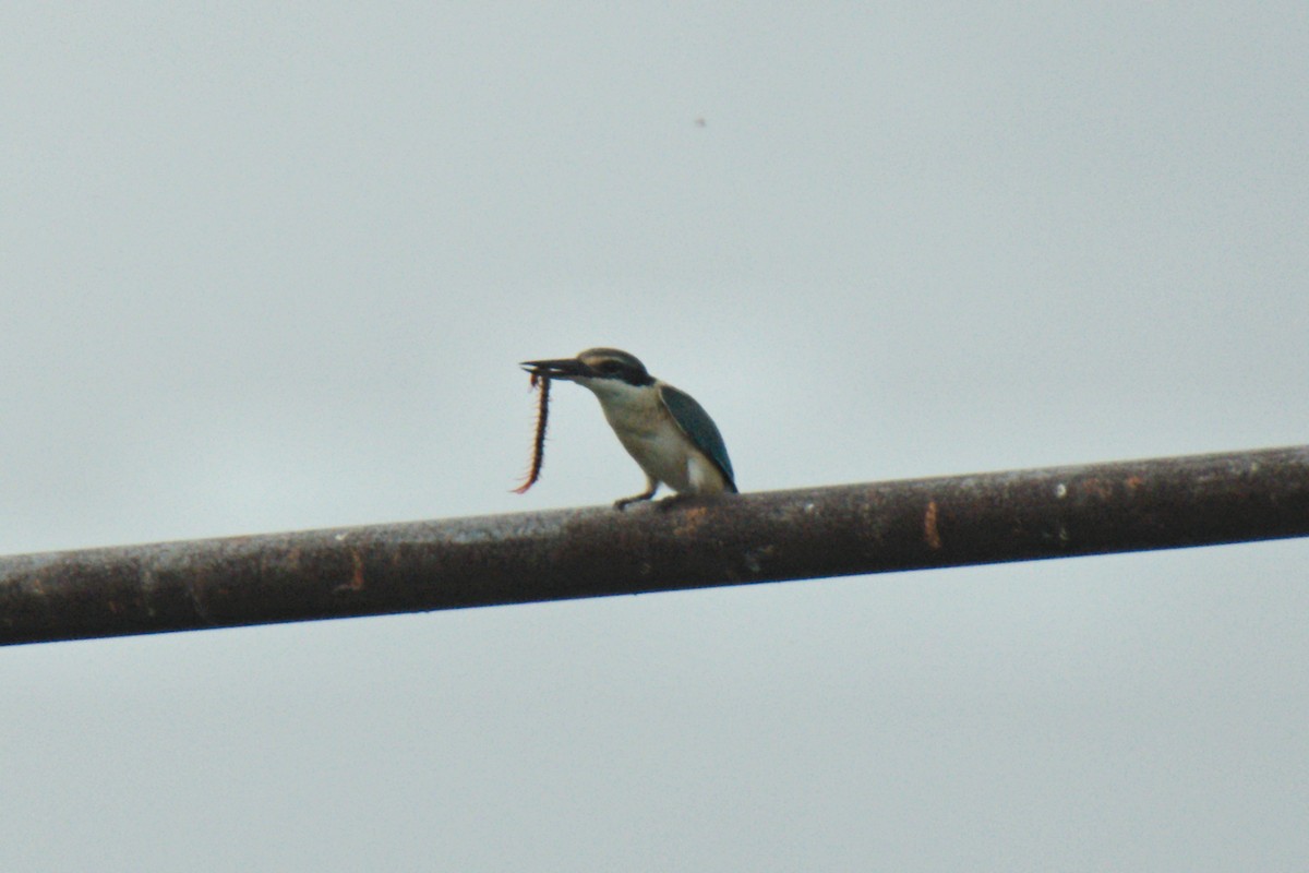 Sacred Kingfisher (Australasian) - Anonymous