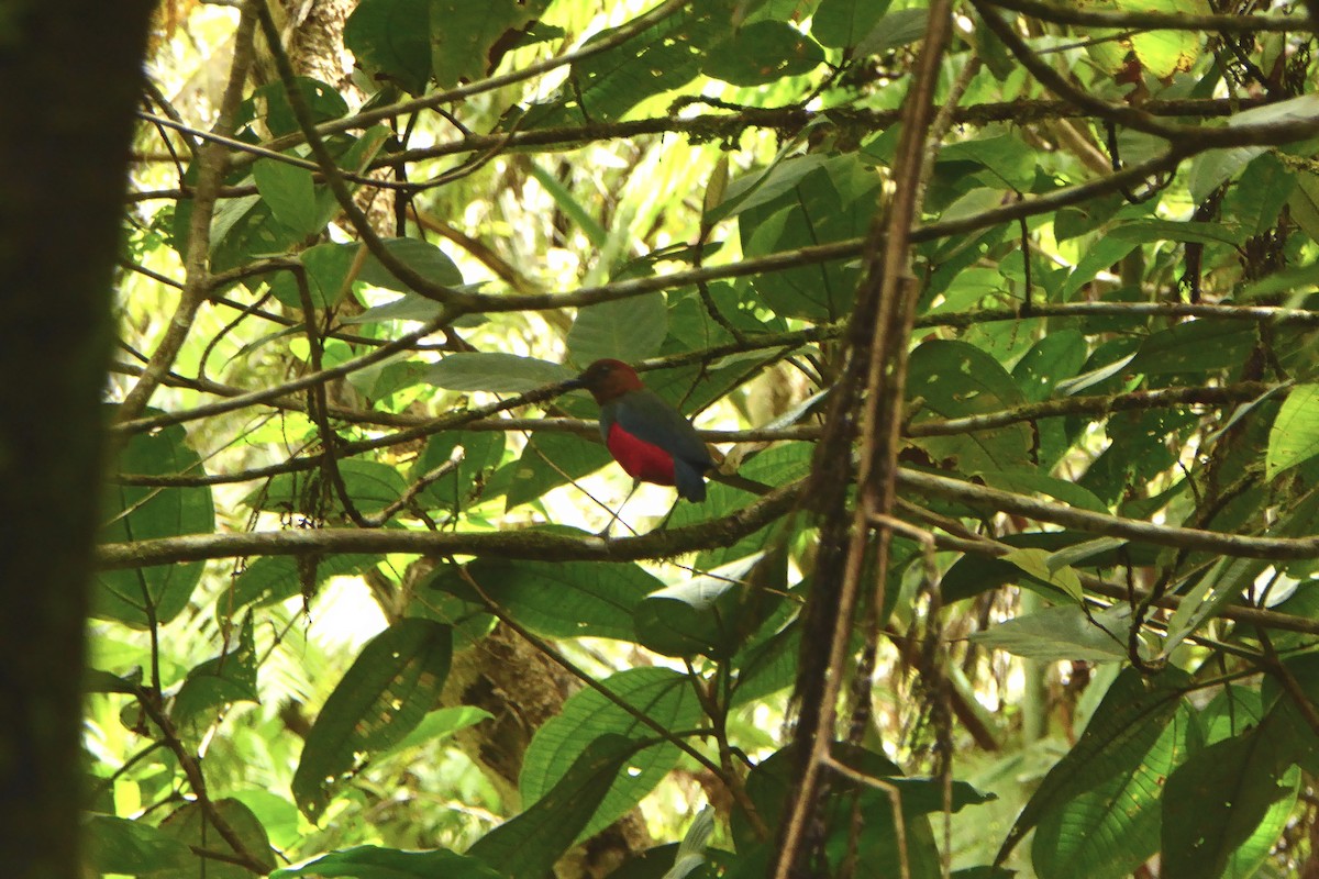 Sulawesi Pitta (Siau) - Anonymous