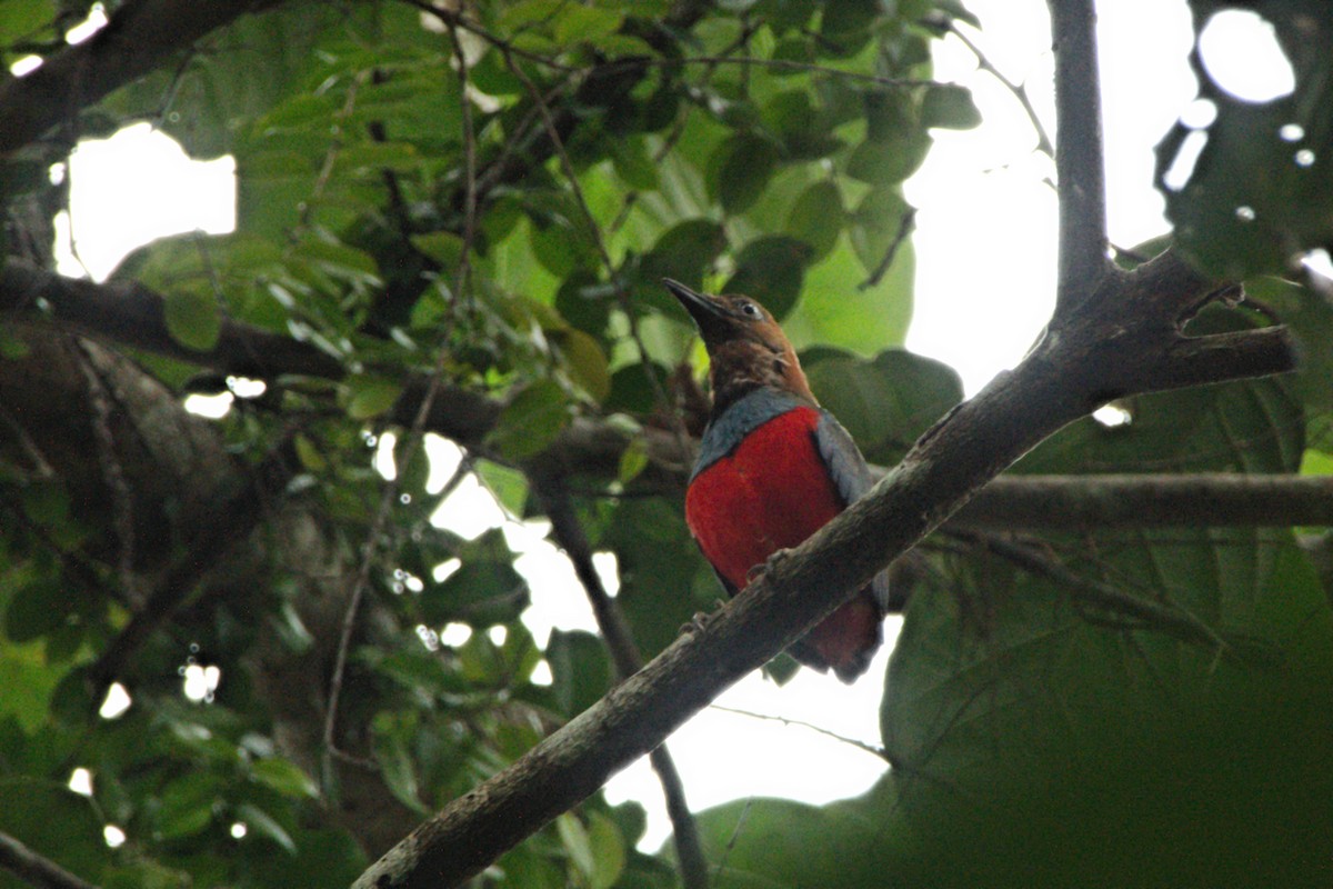 Sulawesi-Blaubrustpitta (Siau-Blaubrustpitta) - ML204552121