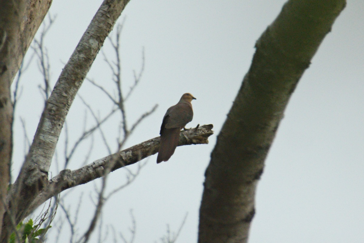 Tórtola Cuco Sultán (grupo albicapilla) - ML204552151