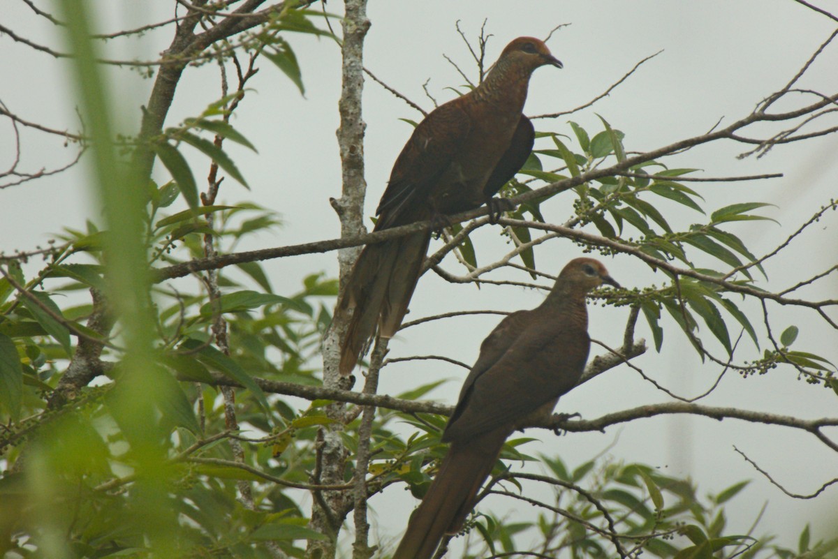 Tórtola Cuco Sultán (grupo albicapilla) - ML204552181