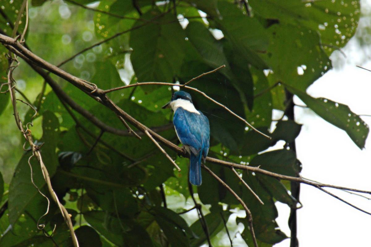 Talaud Kingfisher - ML204552201