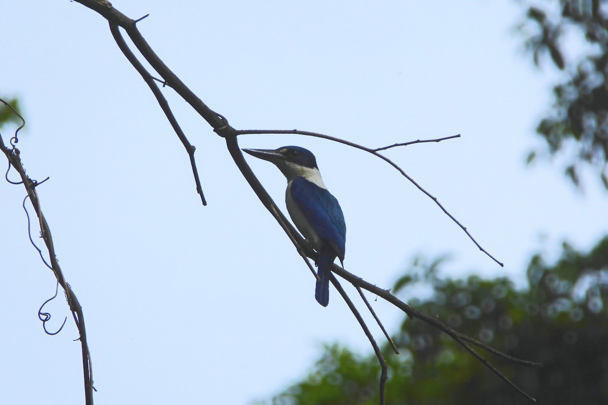 Talaud Kingfisher - ML204552211