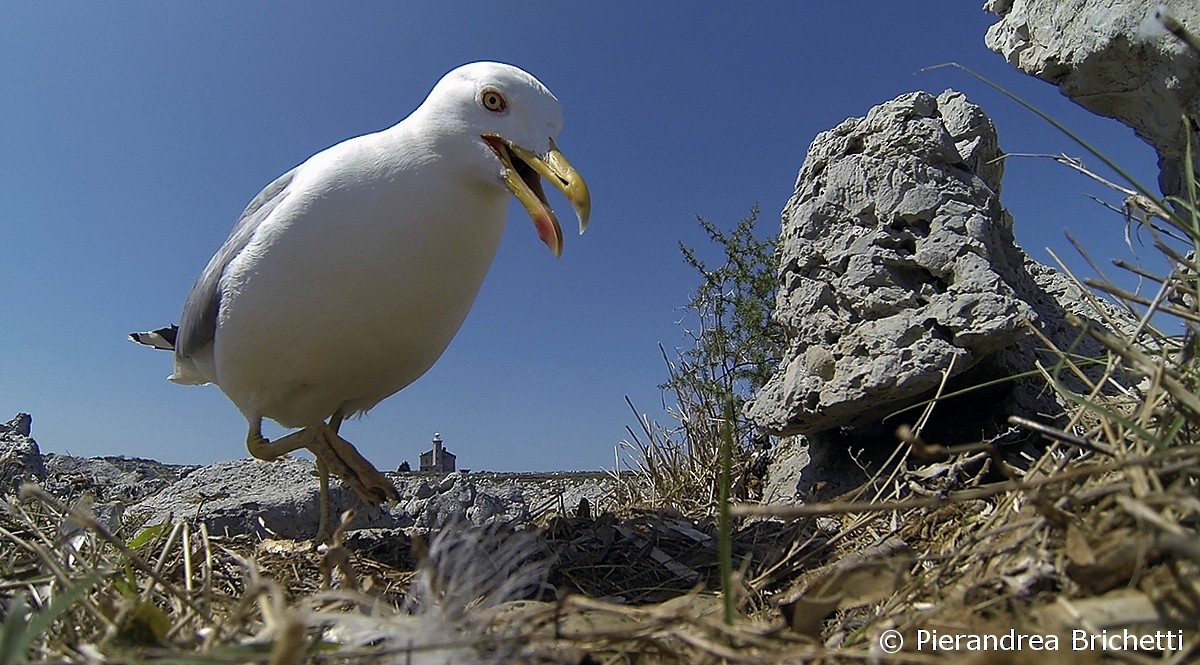 Gaviota Patiamarilla (michahellis) - ML204553181