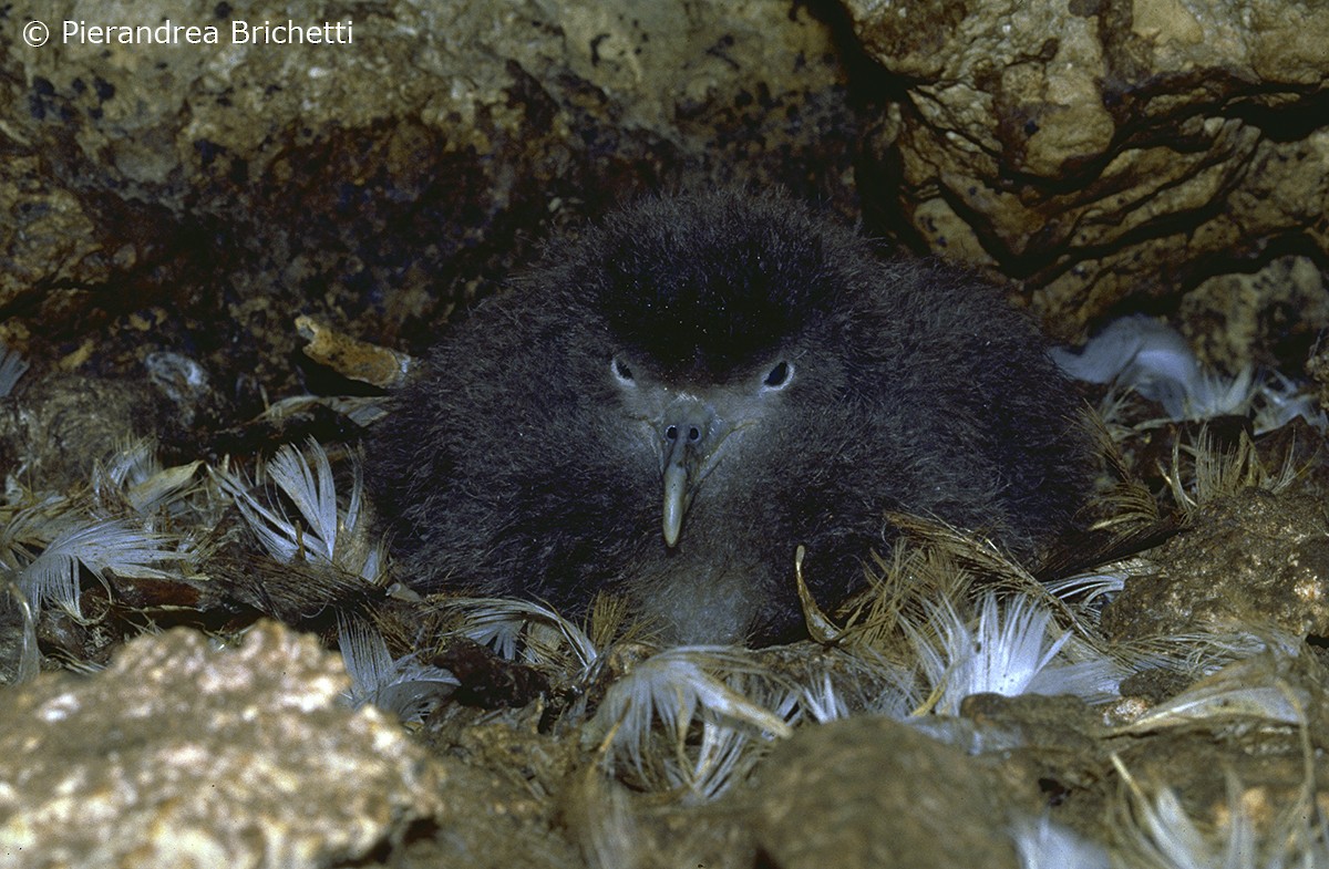 Scopoli's Shearwater - ML204553331