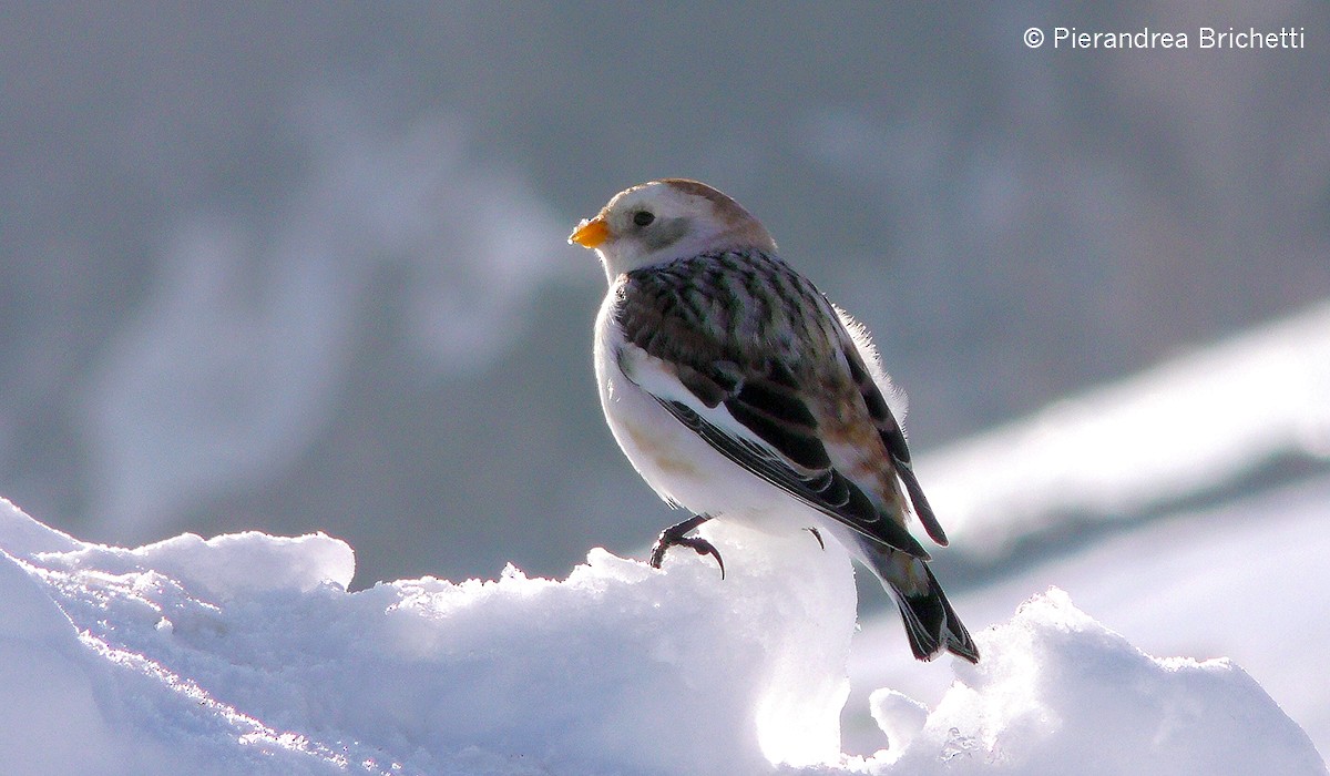Snow Bunting - ML204553411