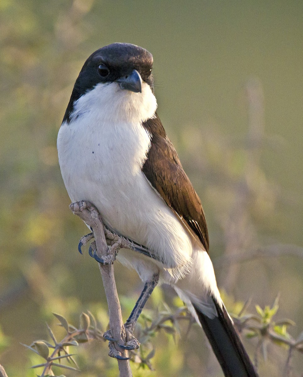 Long-tailed Fiscal - Marco Valentini