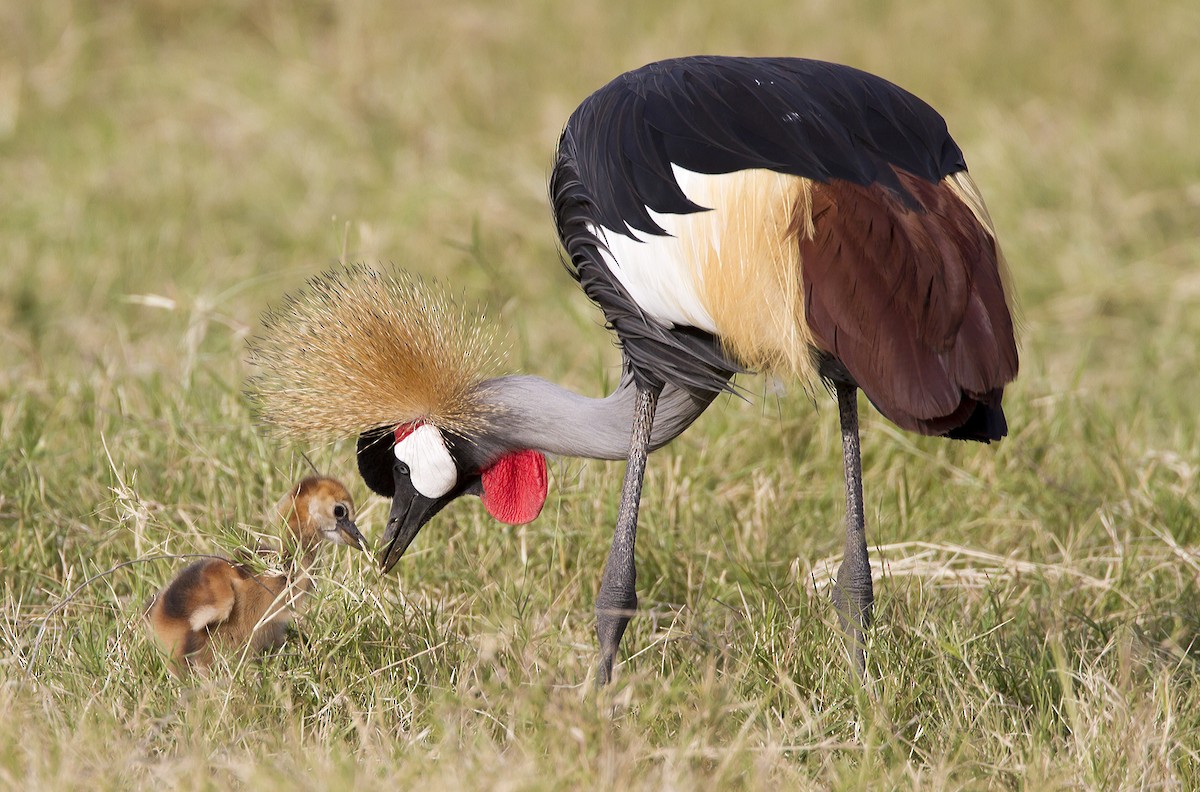 Gray Crowned-Crane - Marco Valentini