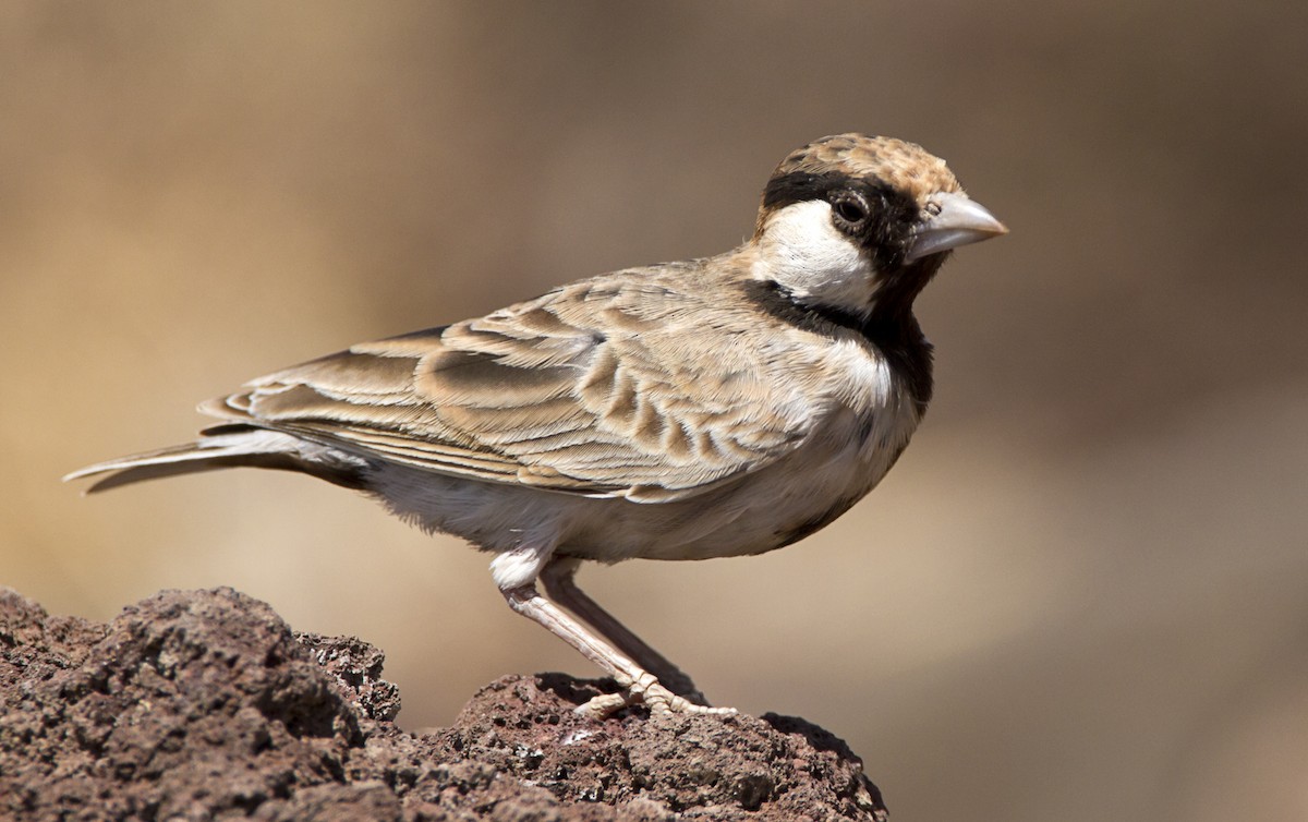 Fischer's Sparrow-Lark - Marco Valentini