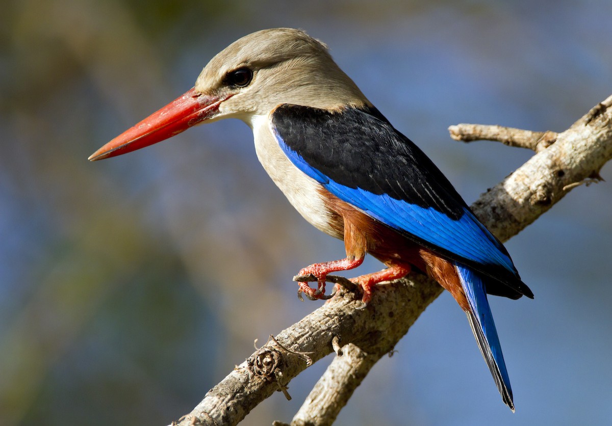 Gray-headed Kingfisher - ML204554451