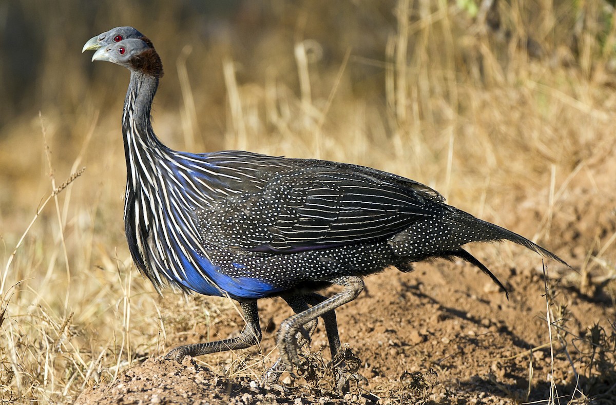 Vulturine Guineafowl - ML204554531