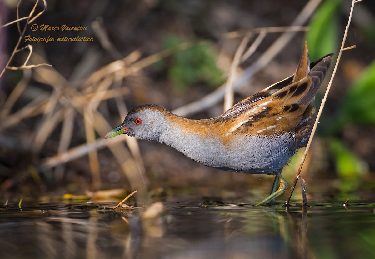 Little Crake - Marco Valentini