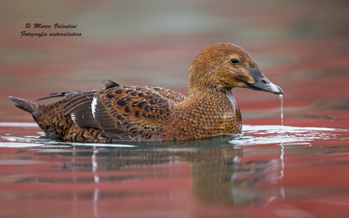 King Eider - ML204554721