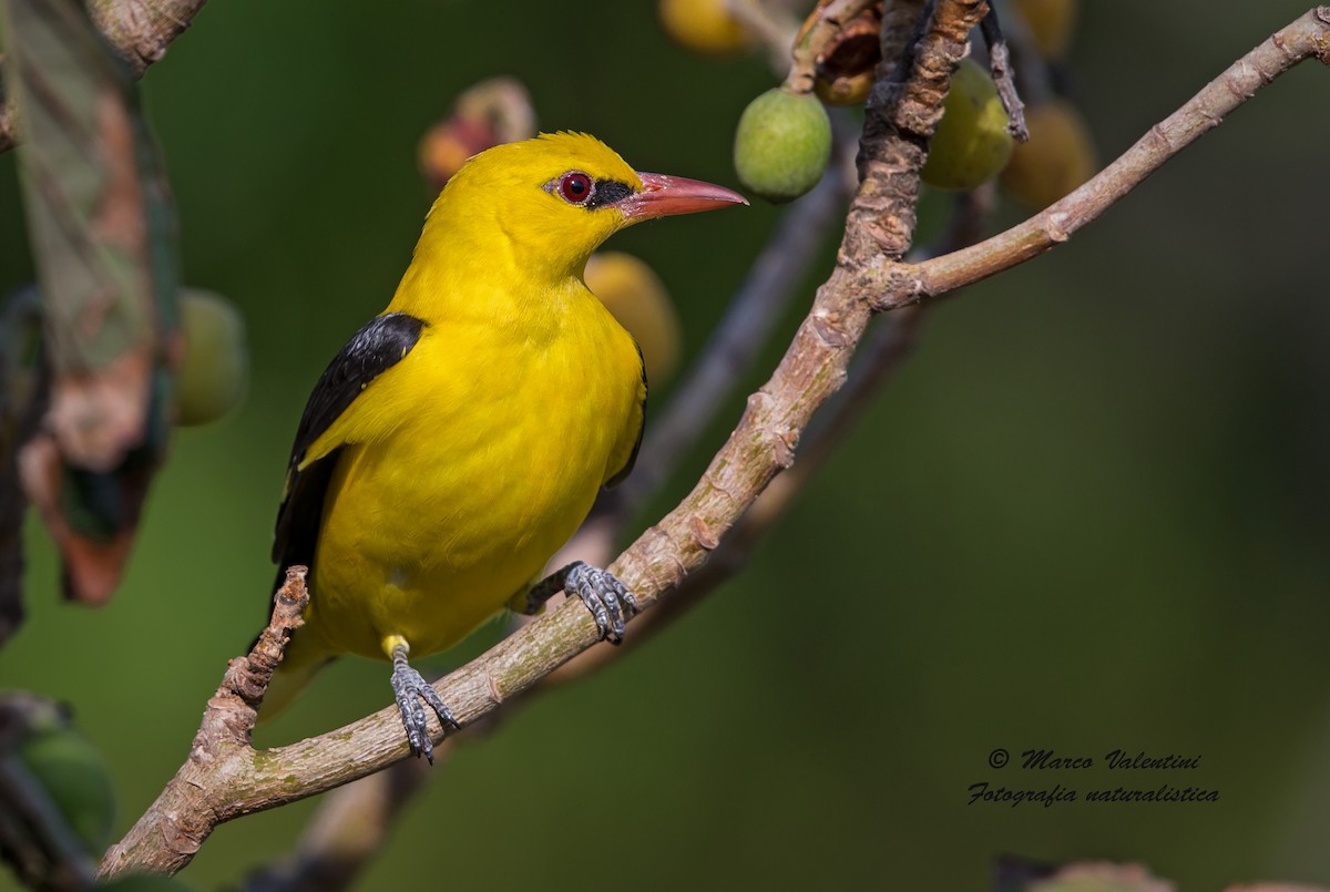 Eurasian Golden Oriole - ML204554911