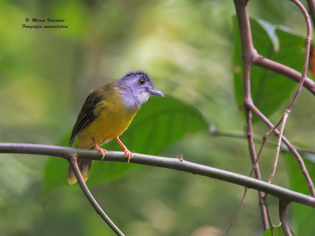 Bulbul Capirotado - ML204555001