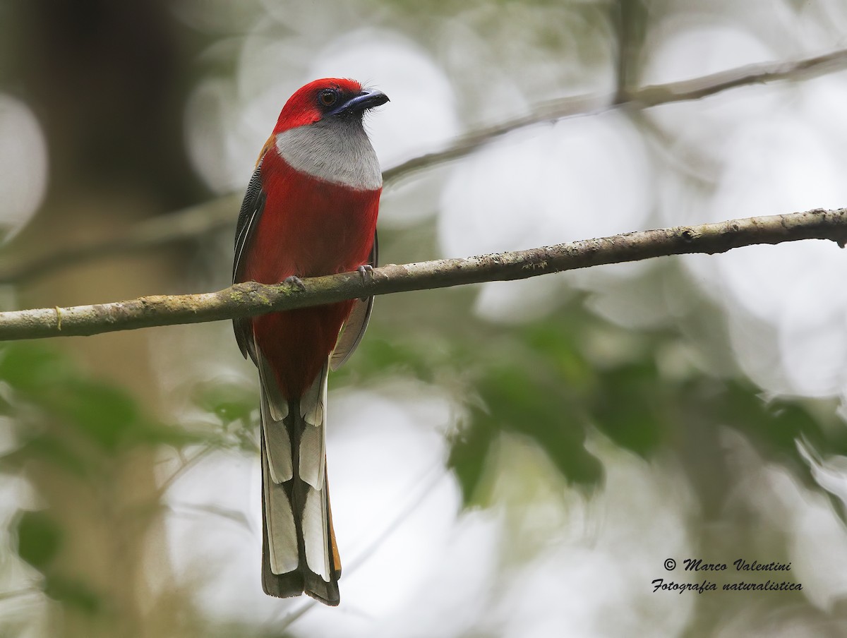 Whitehead's Trogon - ML204555031