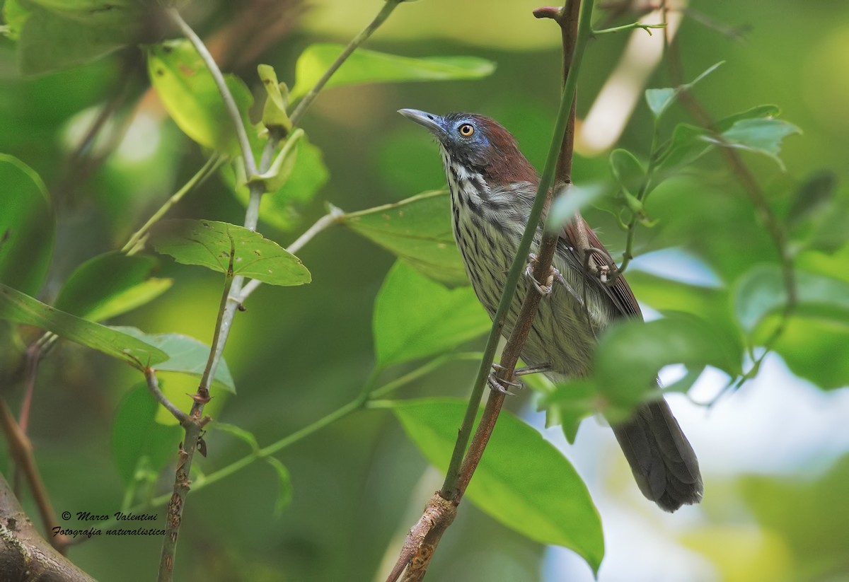 Bold-striped Tit-Babbler - ML204555261