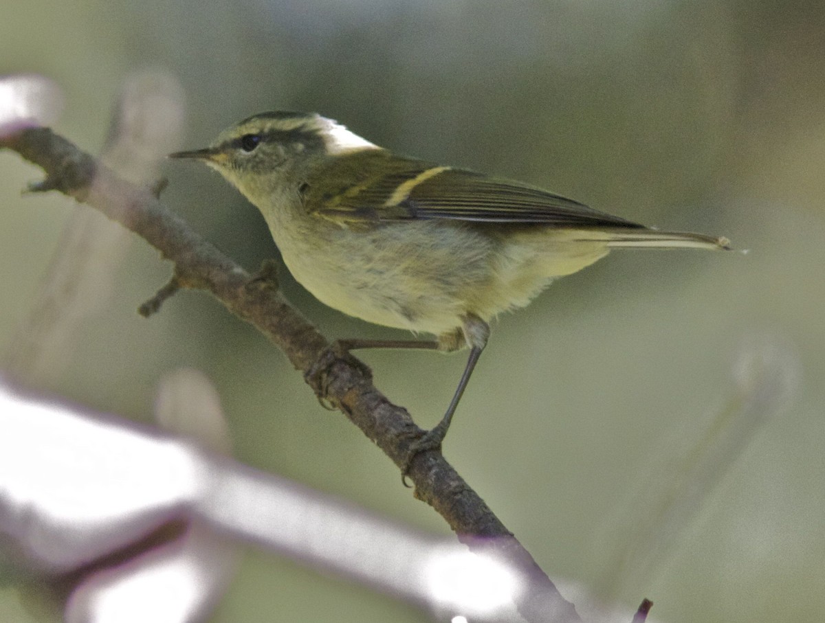 Buff-barred Warbler - ML204555471